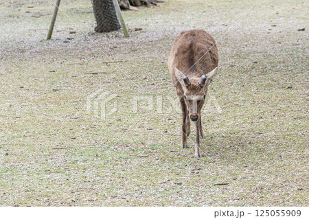 奈良公園の鹿（オス）　奈良市 125055909