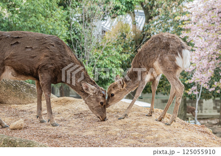 奈良公園の鹿(オスとメス) 奈良市 奈良公園の鹿(オスとメス) 奈良市 125055910
