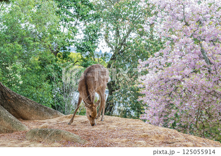 桜をバックにした鹿（メス）　奈良公園　奈良市 125055914