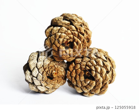 白バックに大きな松ぼっくり 白バックに大きな松ぼっくり 125055918