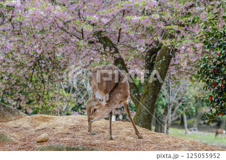 桜をバックにした鹿（メス）　奈良公園　奈良市 125055952