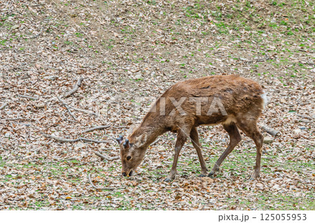 奈良公園の鹿（オス）　奈良市 125055953