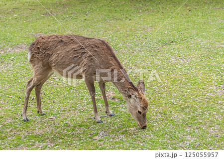 奈良公園の鹿(メス) 奈良市 奈良公園の鹿(メス) 奈良市 125055957