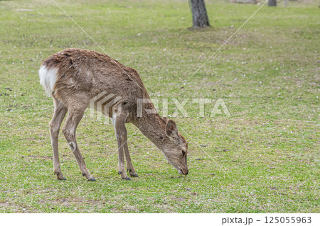 奈良公園の鹿(メス) 奈良市 奈良公園の鹿(メス) 奈良市 125055963