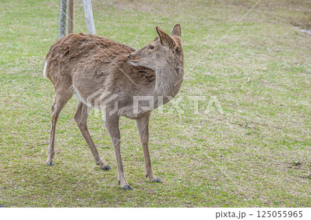 奈良公園の鹿（メス）　奈良市 125055965