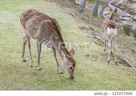 奈良公園の鹿(メス) 奈良市 奈良公園の鹿(メス) 奈良市 125055966