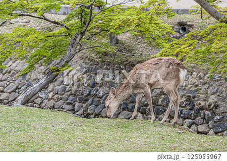 奈良公園の鹿（メス）　奈良市 125055967