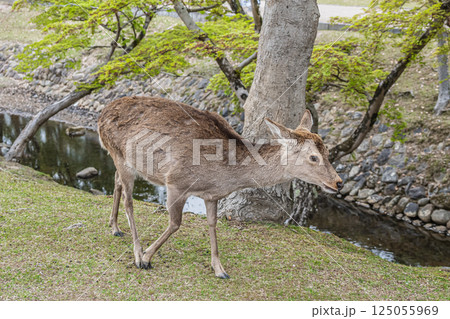奈良公園の鹿（メス）　奈良市 125055969