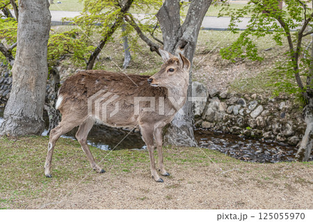 奈良公園の鹿(メス) 奈良市 奈良公園の鹿(メス) 奈良市 125055970