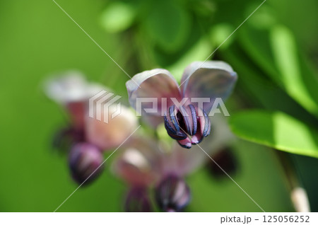 初夏の里山のアケビの花 初夏の里山のアケビの花 125056252