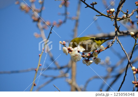 梅にウグイス 梅にウグイス 125056348