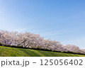 土手の桜並木 125056402