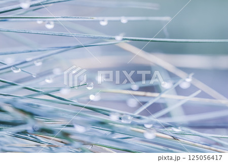 Soft focus ornamental grass Blue Fescue Festuca glauca with water drop. Blurred background Soft focus ornamental grass Blue Fescue Festuca glauca with water drop. Blurred background 125056417