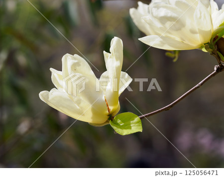 美しいマグノリア・アクミナータ ‘キンジュ’ 美しいマグノリア・アクミナータ ‘キンジュ’ 125056471