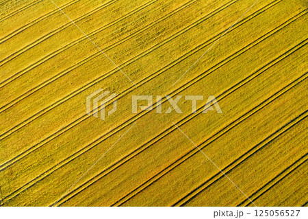 Drone aerial view with wheat field at sunrise Drone aerial view with wheat field at sunrise 125056527