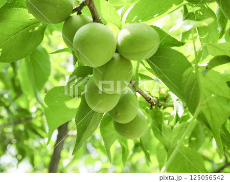 初夏の梅園の梅の実 125056542