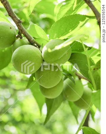 初夏の梅園の梅の実 125056544