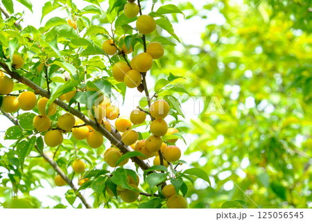 初夏の梅園の梅の実 初夏の梅園の梅の実 125056545