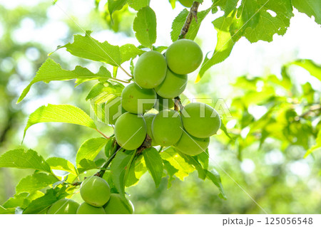 初夏の梅園の梅の実 125056548