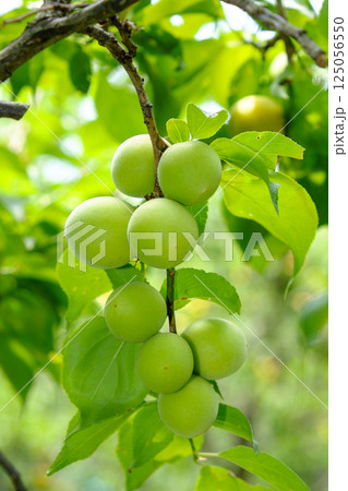 初夏の梅園の梅の実 125056550