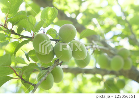 初夏の梅園の梅の実 125056551