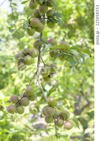 初夏の梅園の梅の実 初夏の梅園の梅の実 125056553