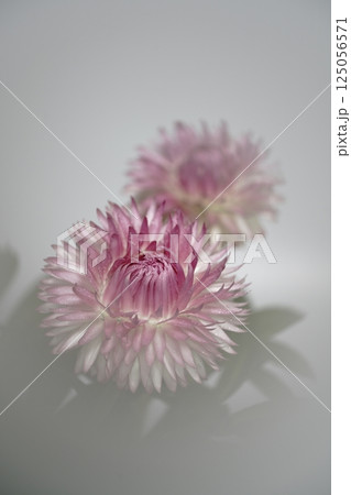 ヘリクリサムの花 125056571