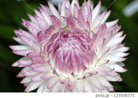 ヘリクリサムの花 ヘリクリサムの花 125056575