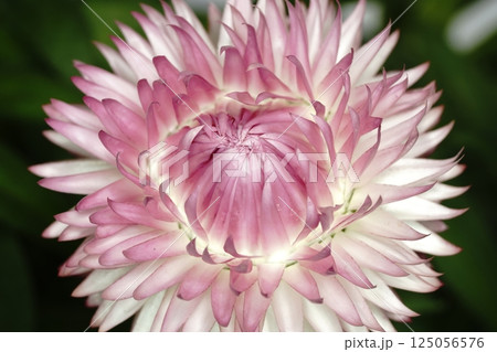 ヘリクリサムの花 ヘリクリサムの花 125056576