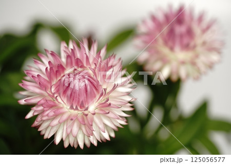 ヘリクリサムの花 ヘリクリサムの花 125056577