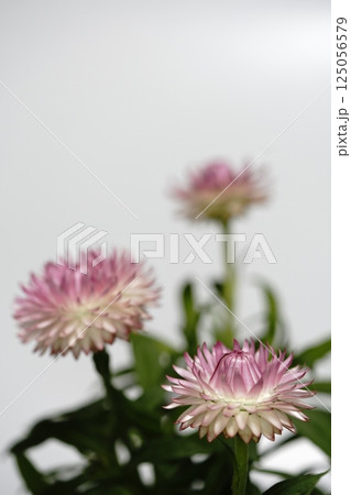 ヘリクリサムの花 125056579