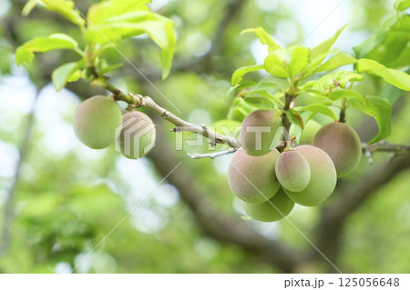 初夏の梅園の梅の実 125056648