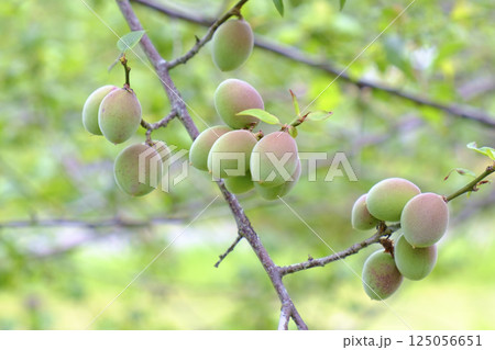 初夏の梅園の梅の実 125056651