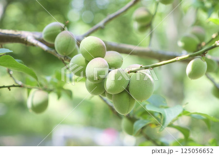 初夏の梅園の梅の実 125056652