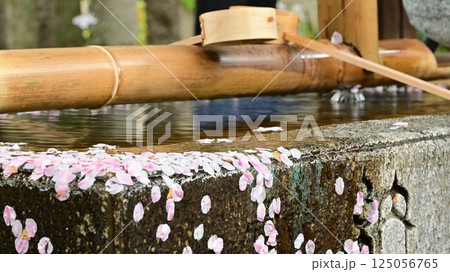 手水舎に浮かぶ桜の花びら 125056765
