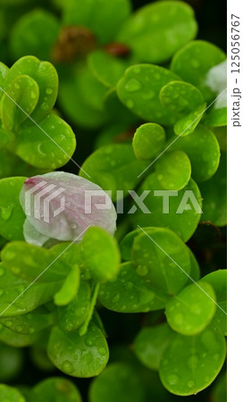 水滴のついた多肉植物 125056767