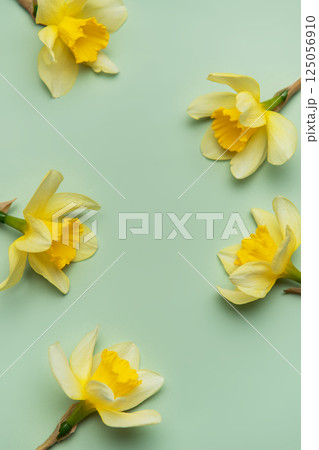 Daffodils creating a frame on light green background 125056910