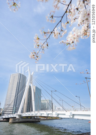 東京都中央区佃　隅田川沿いの桜と高層マンション 125056949