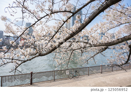 東京　隅田川沿いの桜 125056952