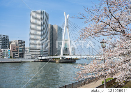 東京都中央区佃 隅田川沿いの桜と中央大橋 東京都中央区佃 隅田川沿いの桜と中央大橋 125056954