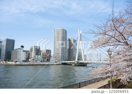 東京都中央区佃　隅田川沿いの桜と高層マンション 125056955