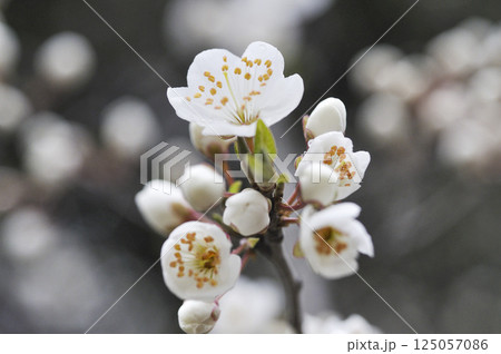 春の果樹園のスモモの花 125057086