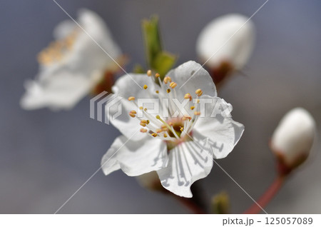 春の果樹園のスモモの花 125057089