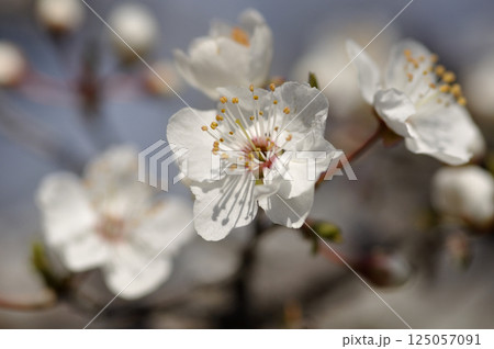 春の果樹園のスモモの花 125057091