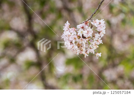 奈良公園の桜 125057184