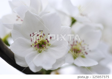 初夏の果樹園に咲く梨の花 初夏の果樹園に咲く梨の花 125057375