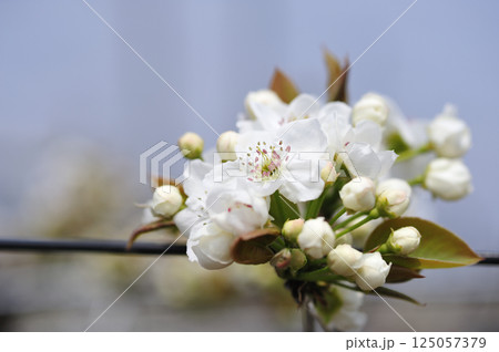 初夏の果樹園に咲く梨の花 125057379