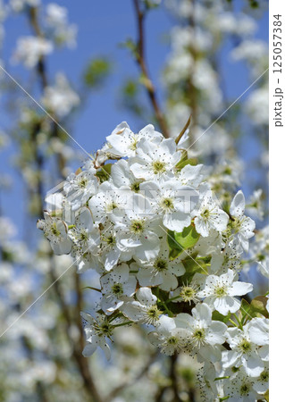 初夏の果樹園に咲く梨の花 初夏の果樹園に咲く梨の花 125057384