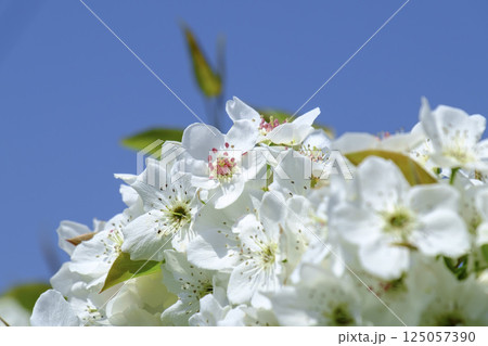 初夏の果樹園に咲く梨の花 初夏の果樹園に咲く梨の花 125057390