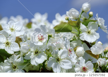 初夏の果樹園に咲く梨の花 初夏の果樹園に咲く梨の花 125057392